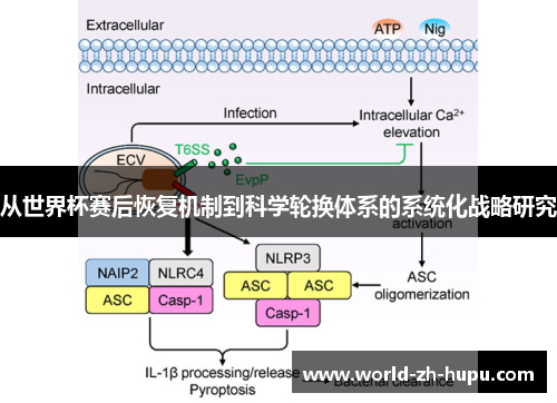 从世界杯赛后恢复机制到科学轮换体系的系统化战略研究